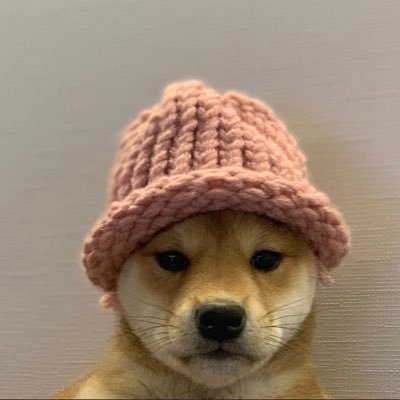 Dogwifhat (WIF)深度解析：基本面、技术面与未来价格走势展望
